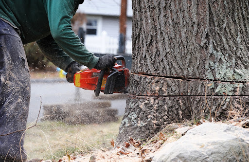 cutting down a tree | landscaping responsibilities